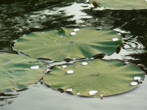 Lotus Leaves in the Cove with Water Beads
