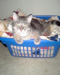 Jake in the Quilt Basket